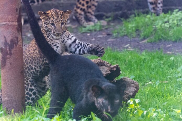 Conoce a las nuevas crías de leopardo africano en el zoo Morelia