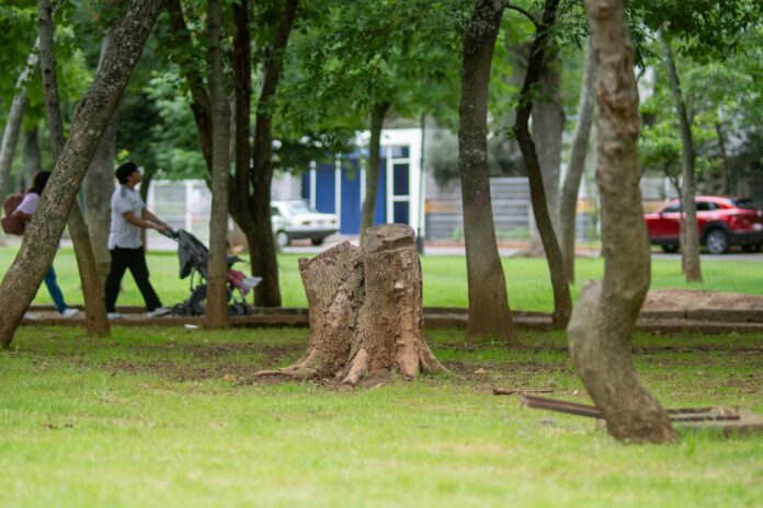 Sembrar para la foto no sirve: reforestar exige compromiso