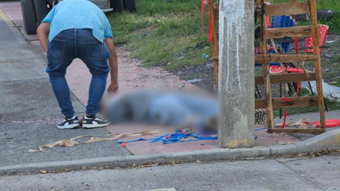 Vendedor entre la vida y la muerte, tras ser baleado, Zamora