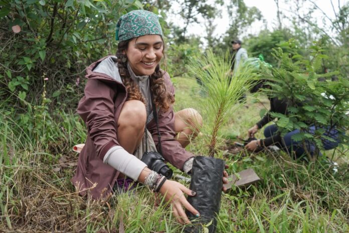 Organizaciones y ciudadanos reforestan la Loma de Santa María