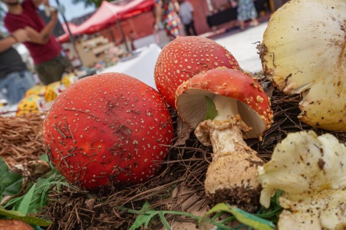 FungiFest convierte a Morelia en la capital de los hongos de Michoacán