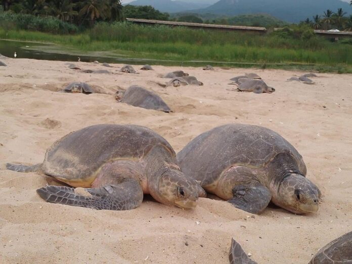 Inicia arribazón masiva de tortuga marina en playas de Michoacán Inicia arribazón masiva de tortuga marina en playas de Michoacán
