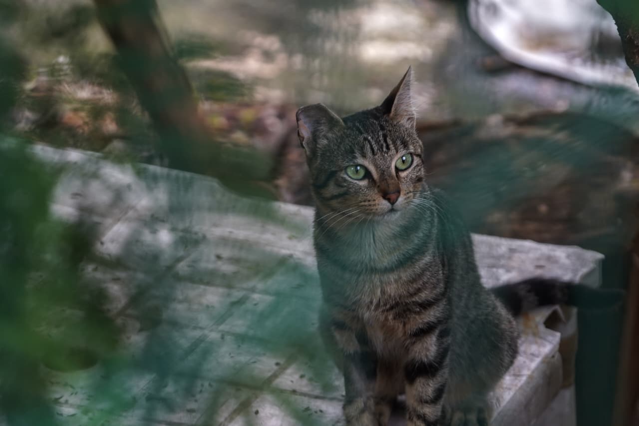 Día del Gato en Morelia; refugiados del Bosque Cuauhtémoc