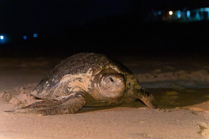 En la costa michoacana se espera el nacimiento millonario de tortugas