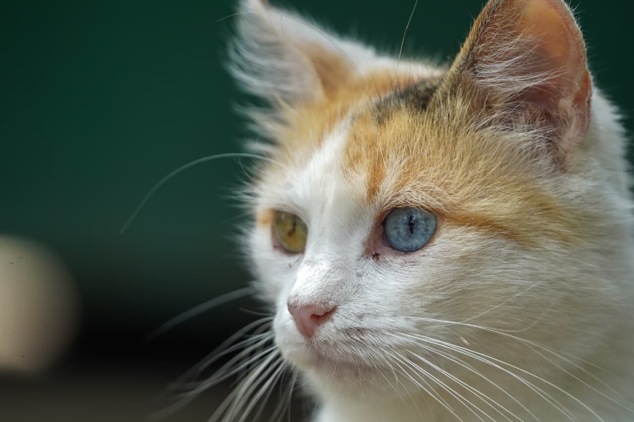 Día del Gato en Morelia; refugiados del Bosque Cuauhtémoc