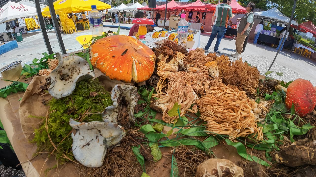 FungiFest convierte a Morelia en la capital de los hongos de Michoacán