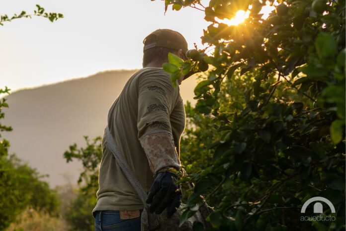 Cortadores de limón trabajan entre minas, miedo y pobreza Cortadores de limón trabajan entre minas, miedo y pobreza