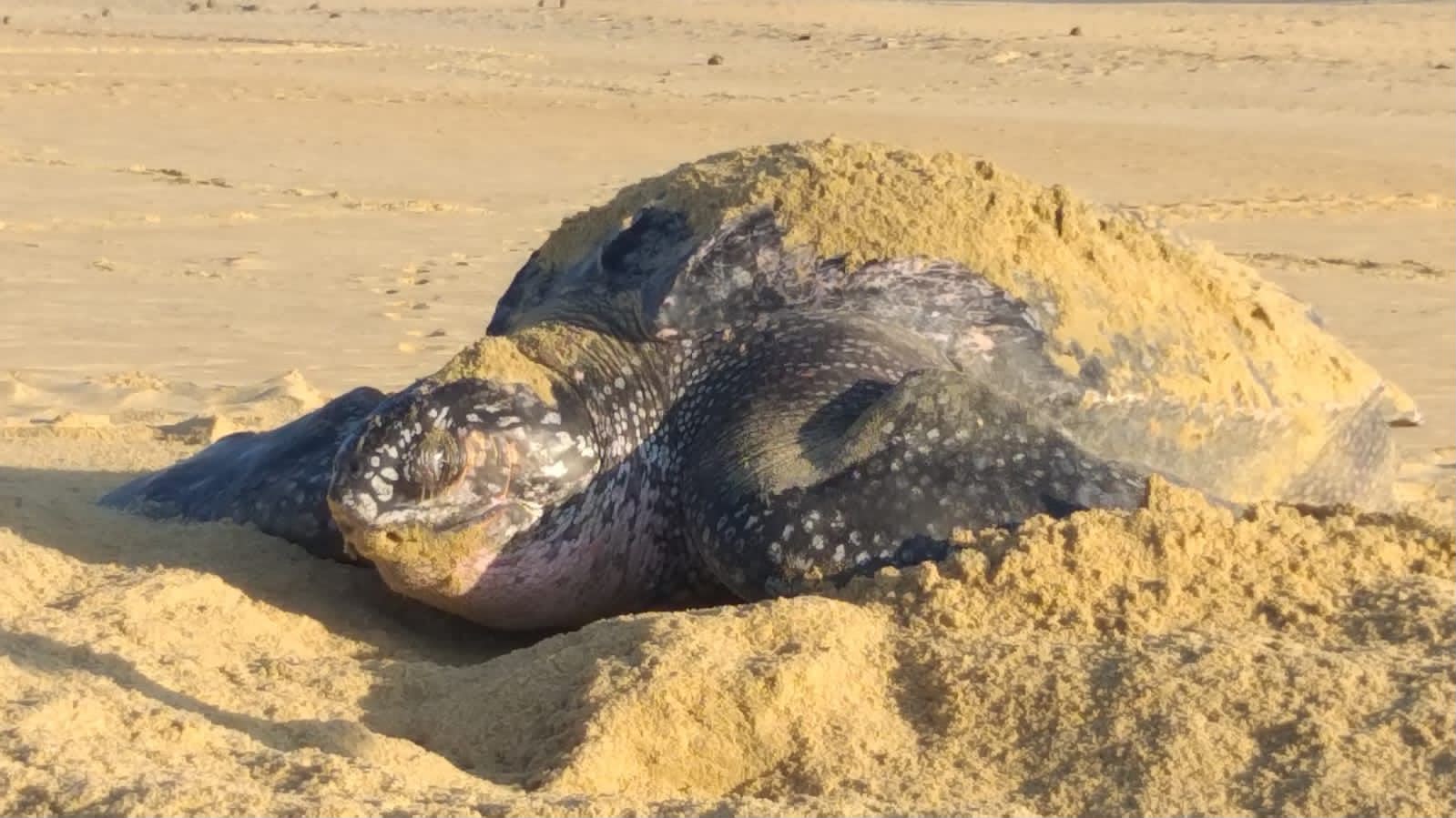 Inicia arribazón masiva de tortuga marina en playas de Michoacán