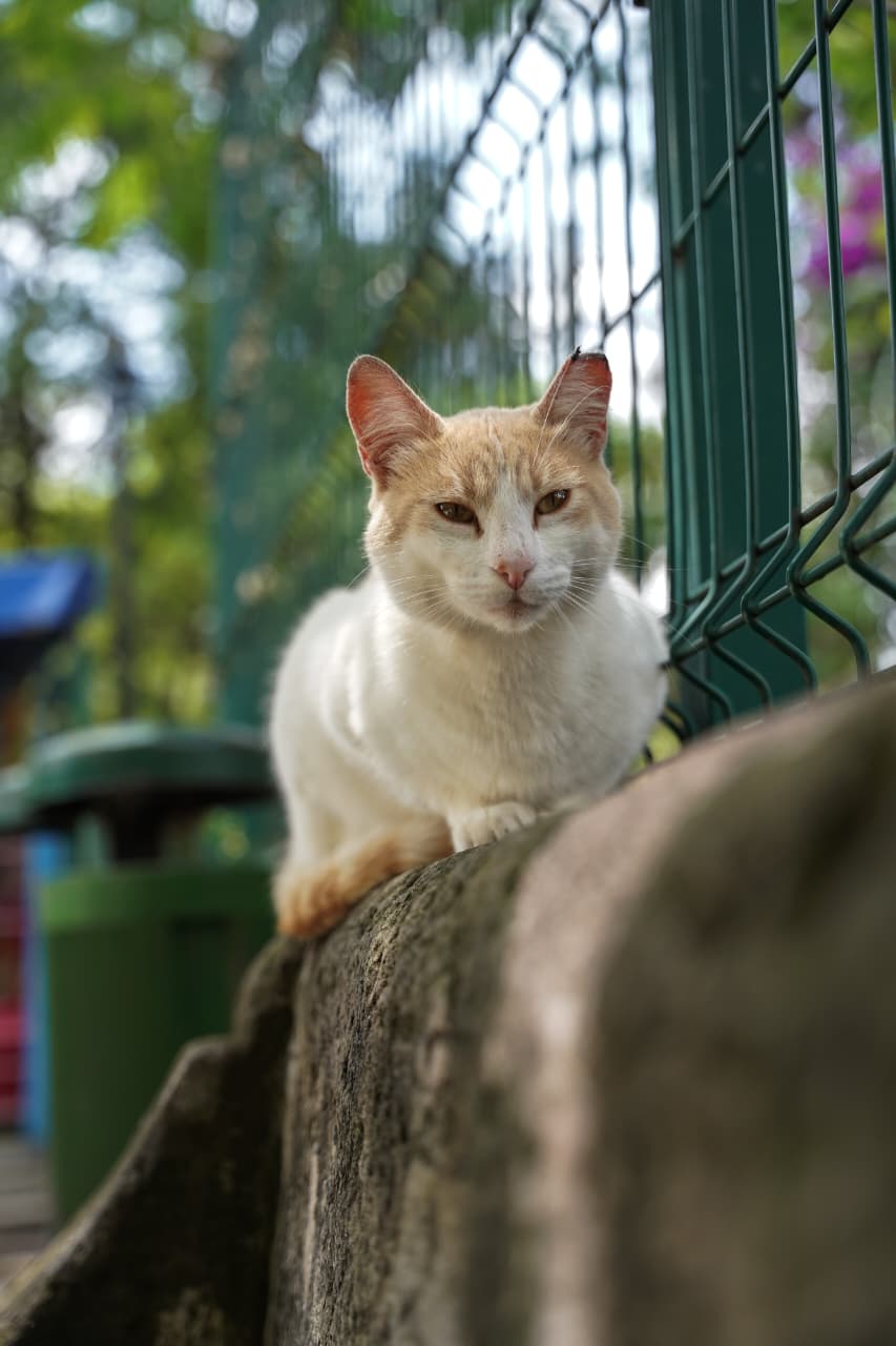 Día del Gato en Morelia; refugiados del Bosque Cuauhtémoc