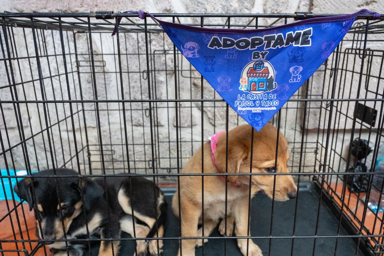 Buscan familia 28 perros en Morelia; los de talla grande, los que más esperan