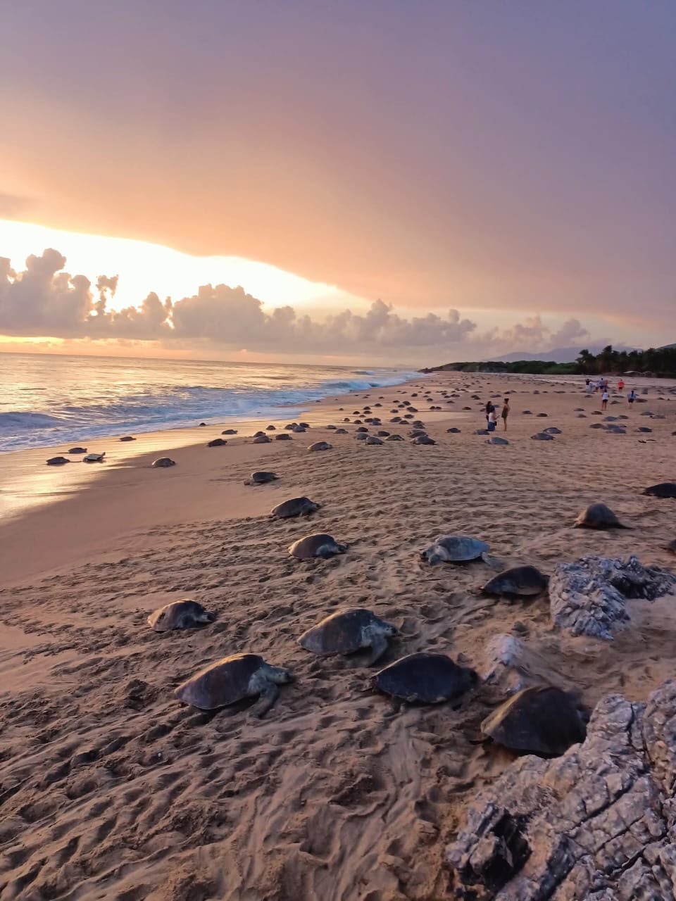 Inicia arribazón masiva de tortuga marina en playas de Michoacán