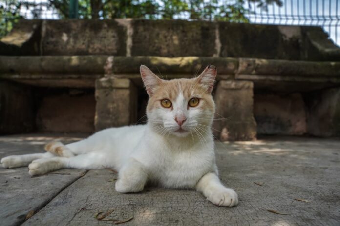 Día del Gato en Morelia; refugiados del Bosque Cuauhtémoc Día del Gato en Morelia; refugiados del Bosque Cuauhtémoc