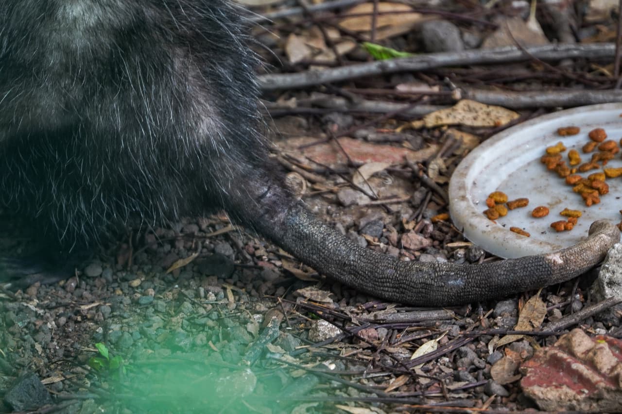 El tlacuache que habita en el Bosque Cuauhtémoc