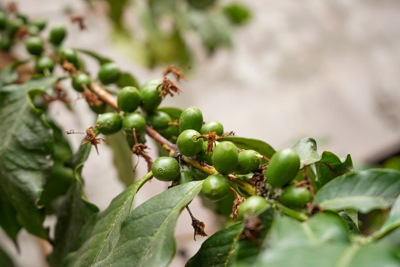 En busca del valor detrás del café michoacano