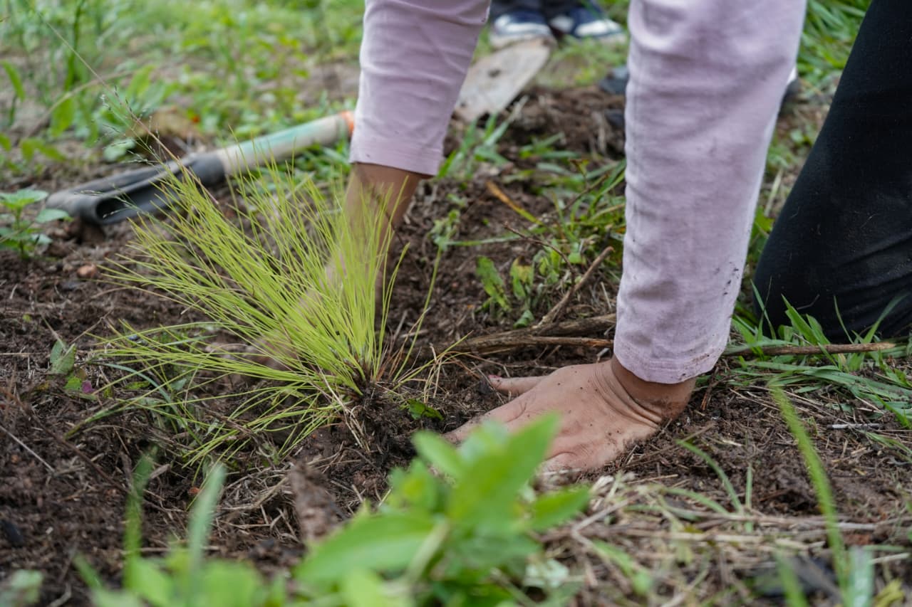 Organizaciones y ciudadanos reforestan la Loma de Santa María