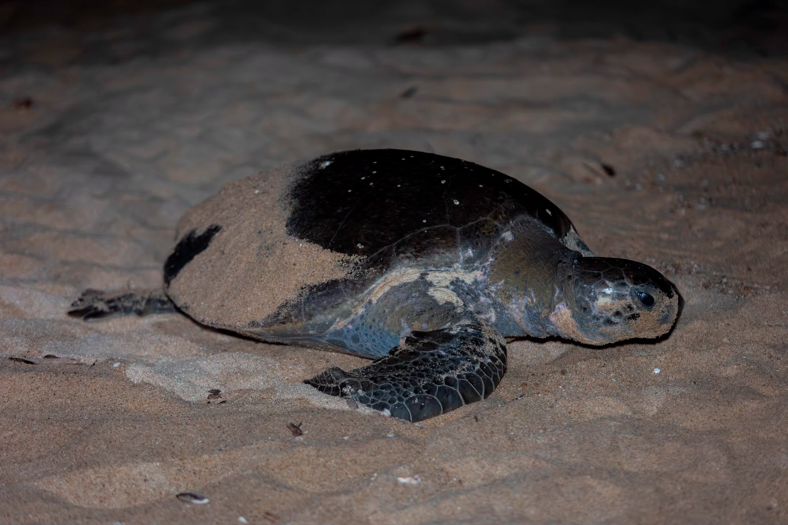 Inicia arribazón masiva de tortuga marina en playas de Michoacán