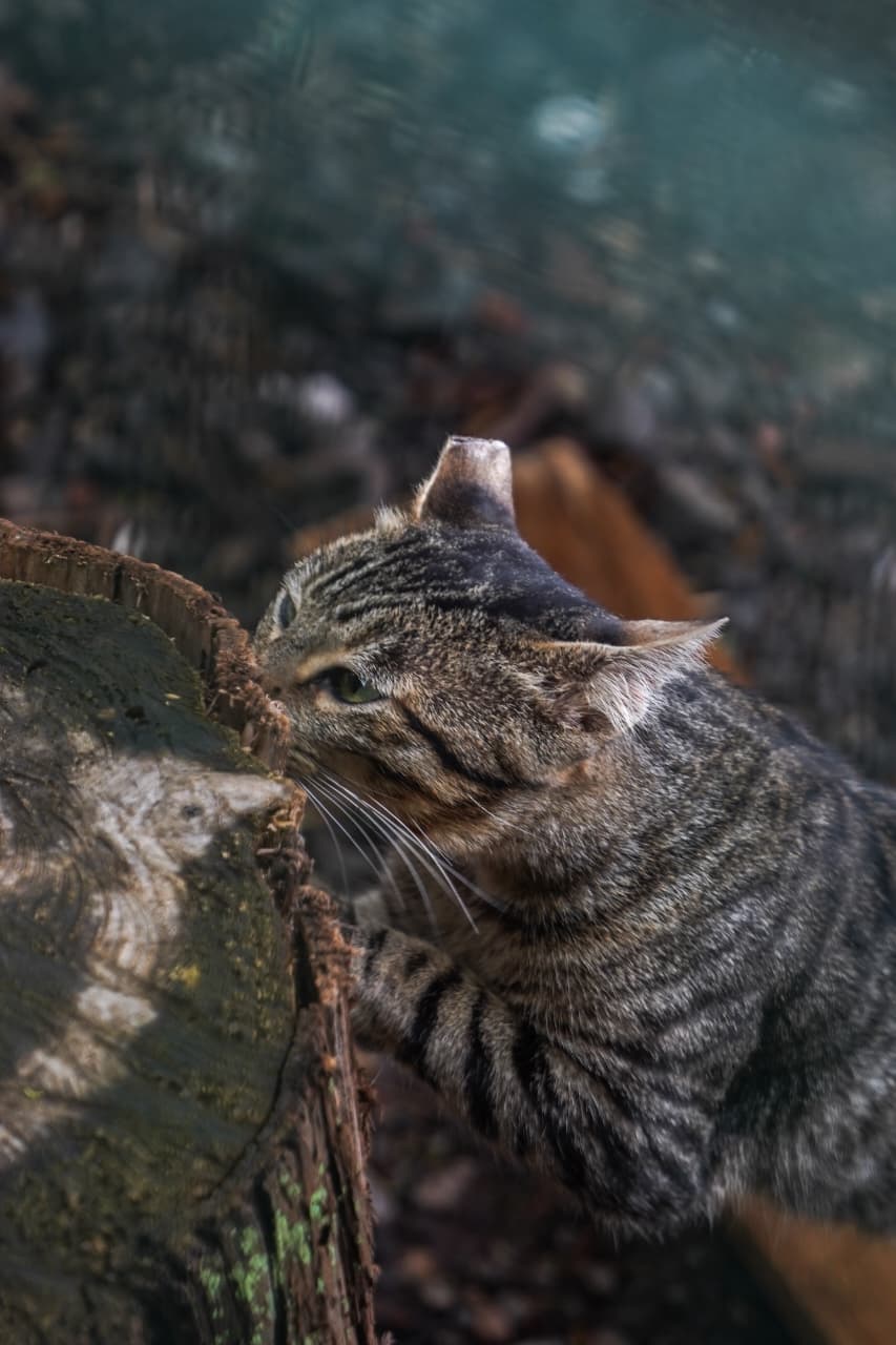 Día del Gato en Morelia; refugiados del Bosque Cuauhtémoc