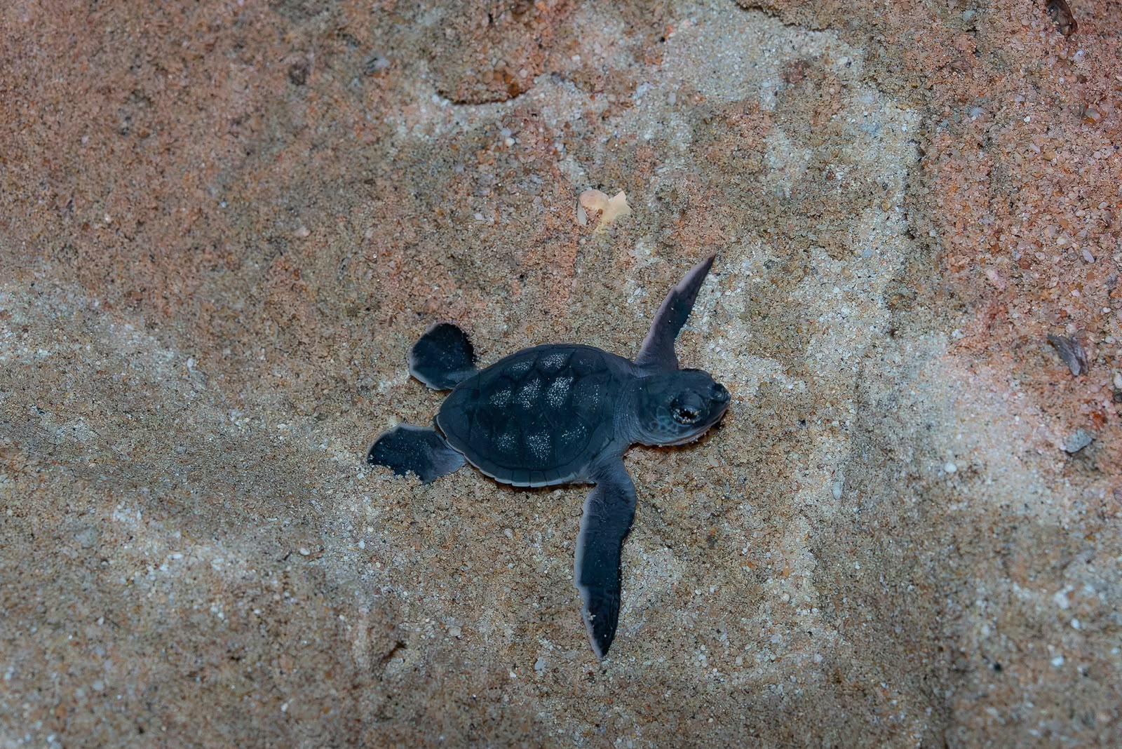 En la costa michoacana se espera el nacimiento millonario de tortugas