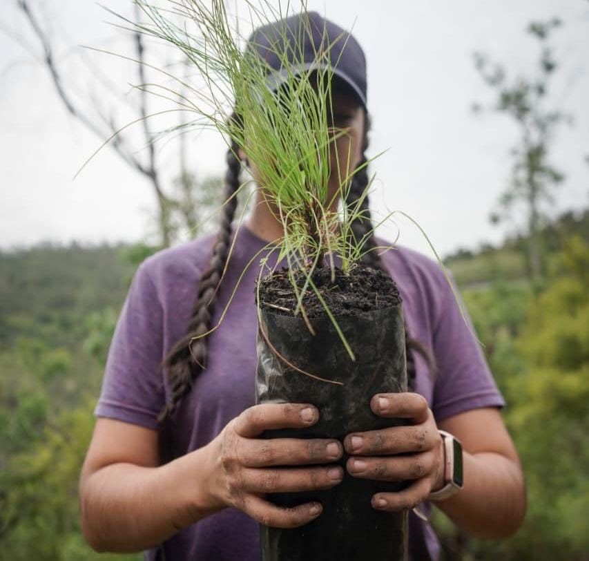 Organizaciones y ciudadanos reforestan la Loma de Santa María