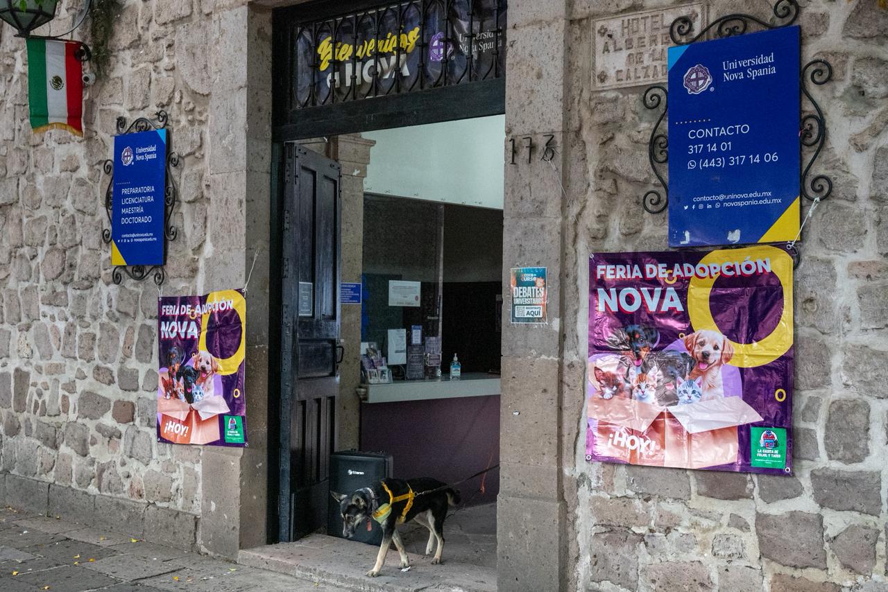 Buscan familia 28 perros en Morelia; los de talla grande, los que más esperan