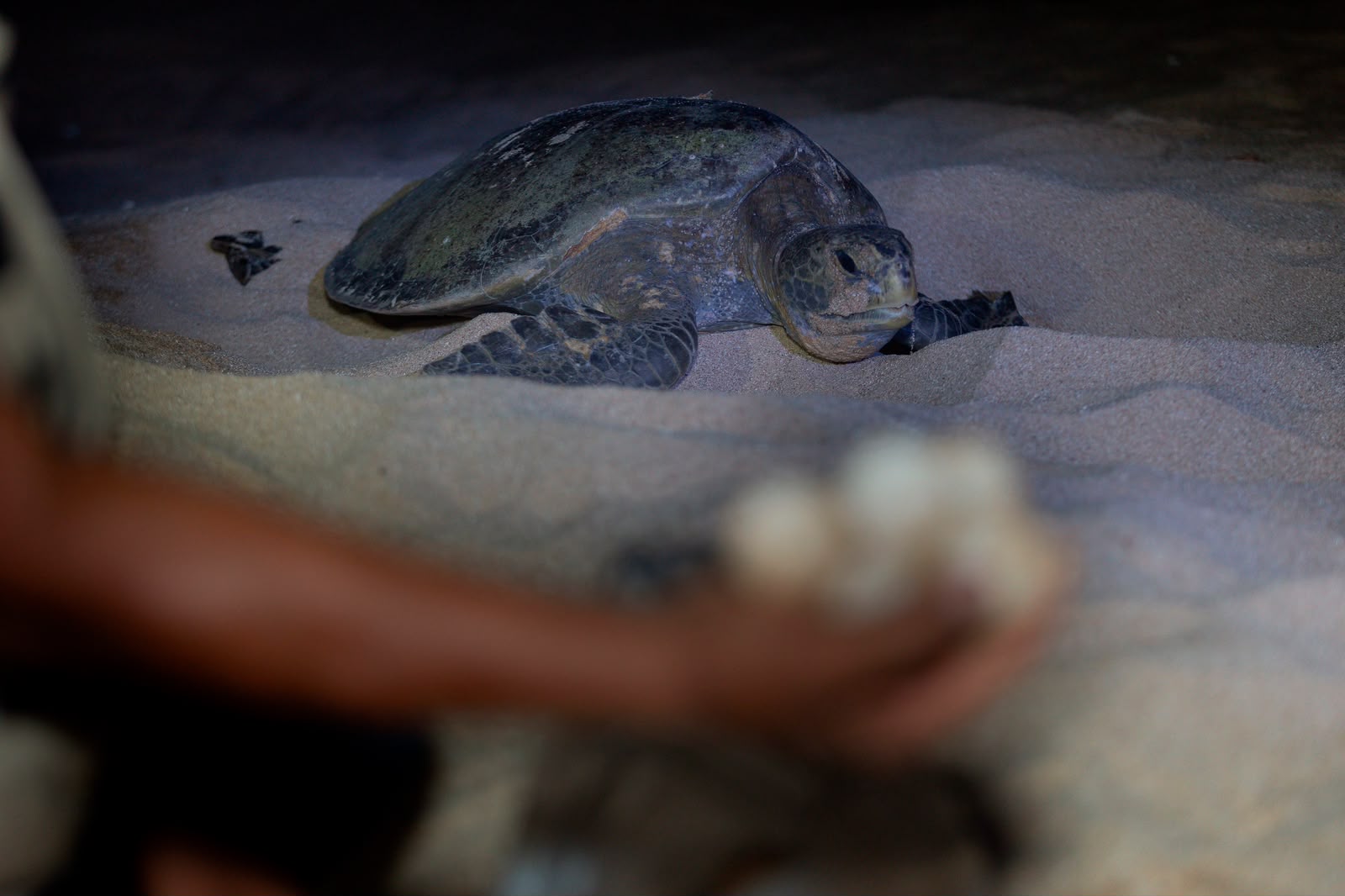 Inicia arribazón masiva de tortuga marina en playas de Michoacán