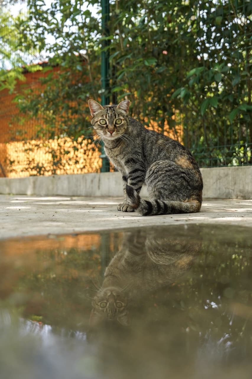 Día del Gato en Morelia; refugiados del Bosque Cuauhtémoc
