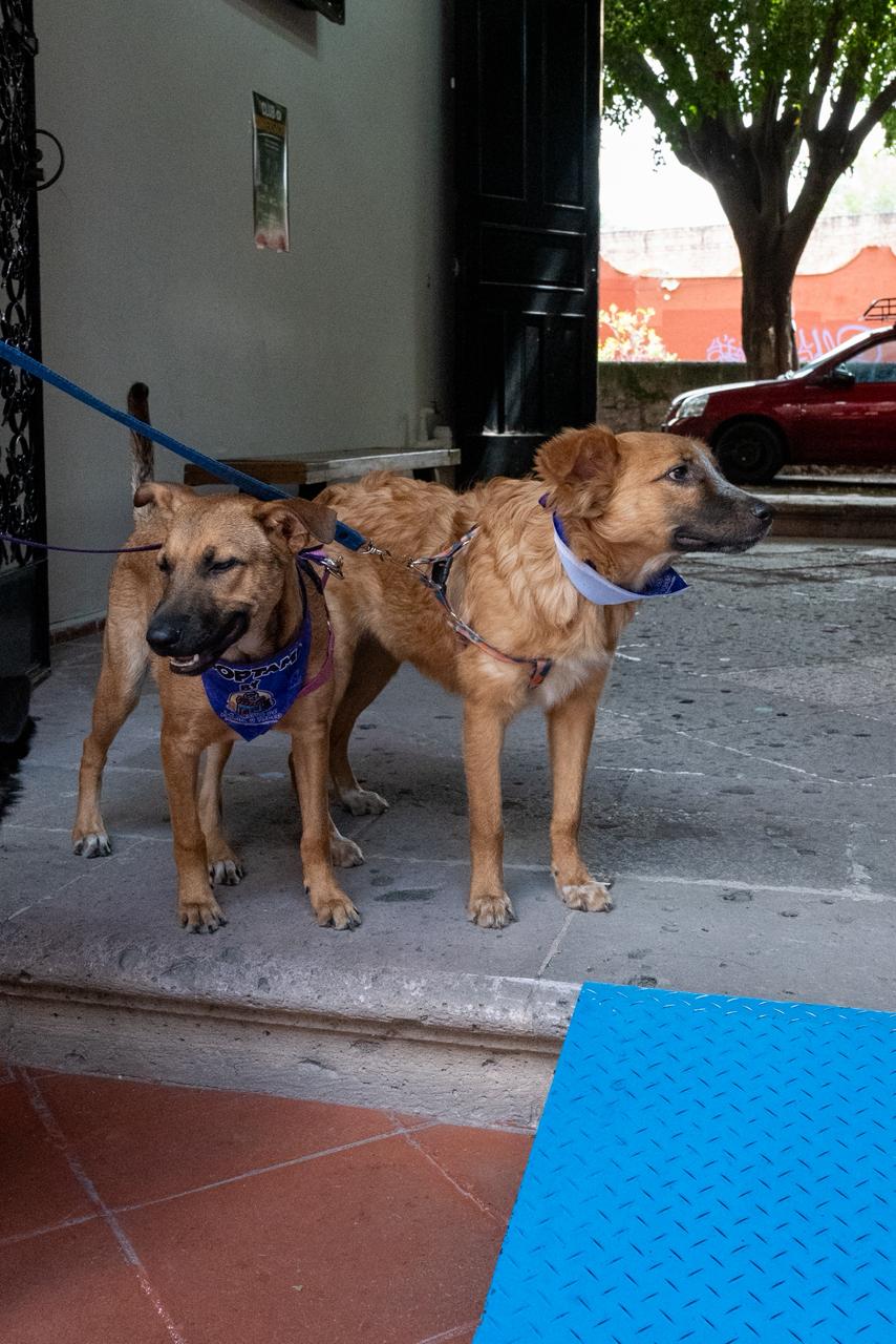 Buscan familia 28 perros en Morelia; los de talla grande, los que más esperan