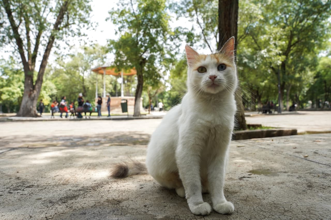 Día del Gato en Morelia; refugiados del Bosque Cuauhtémoc