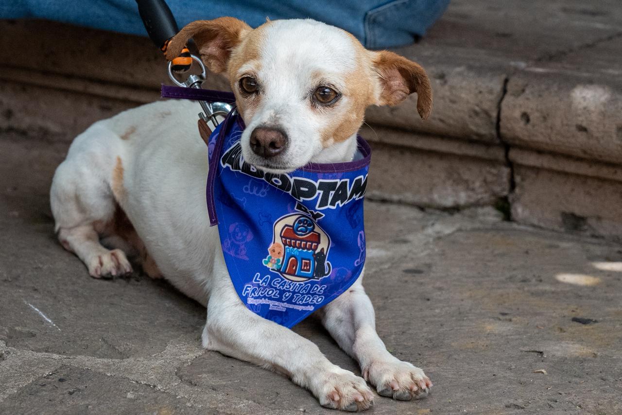 Buscan familia 28 perros en Morelia; los de talla grande, los que más esperan