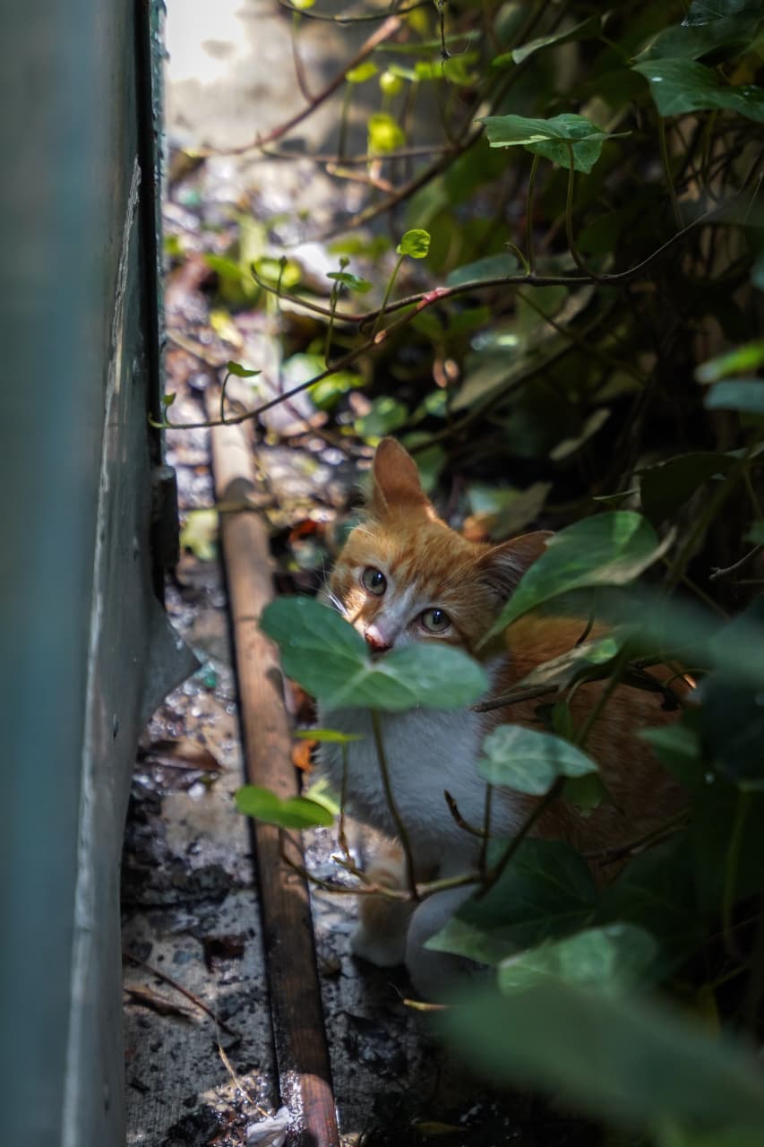 Día del Gato en Morelia; refugiados del Bosque Cuauhtémoc