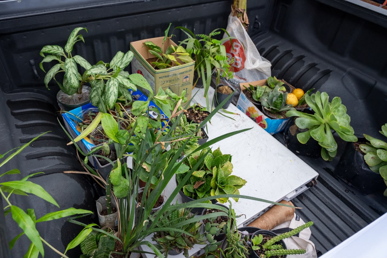Plantas, esquejes y macetas cambian de manos en Tres Puentes