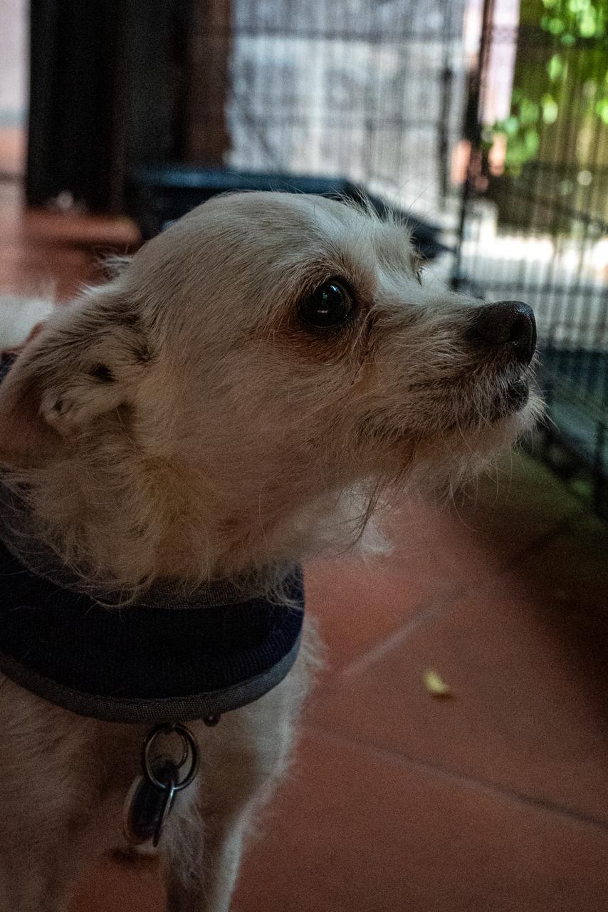 Buscan familia 28 perros en Morelia; los de talla grande, los que más esperan