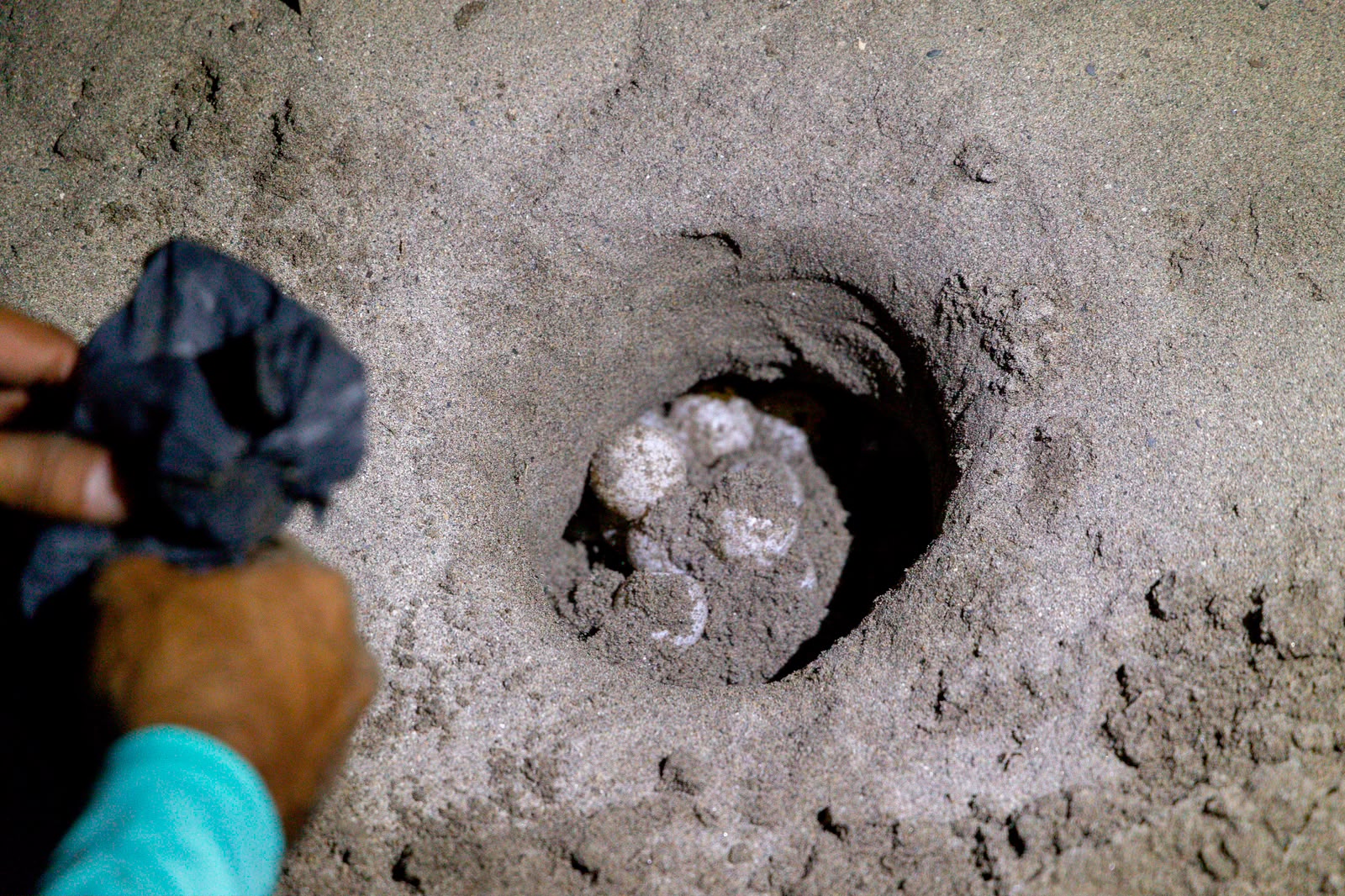 Inicia arribazón masiva de tortuga marina en playas de Michoacán