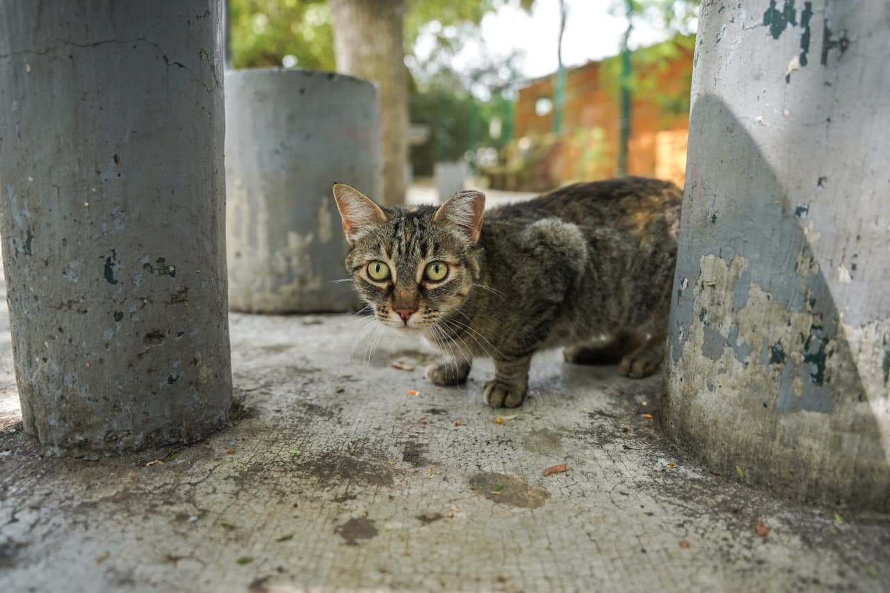 Día del Gato en Morelia; refugiados del Bosque Cuauhtémoc