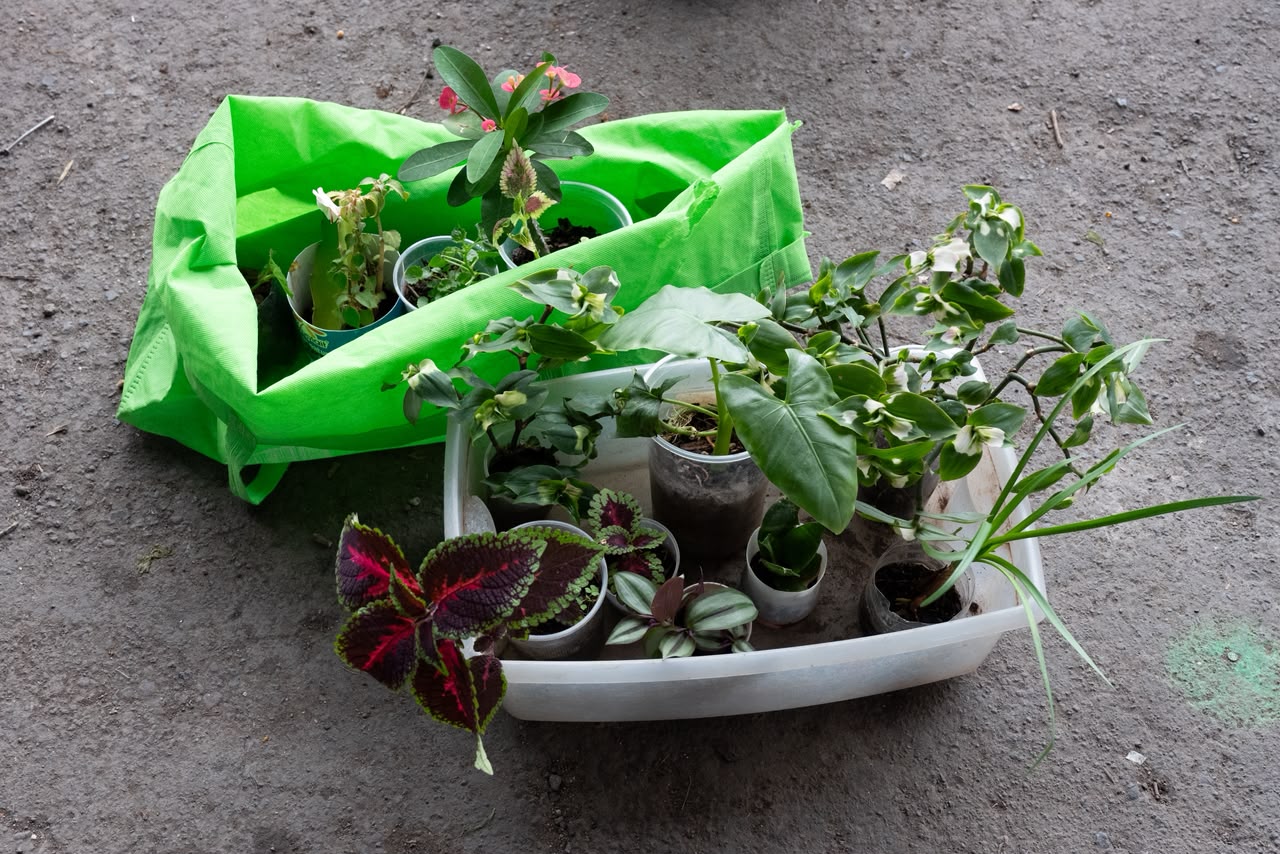Plantas, esquejes y macetas cambian de manos en Tres Puentes