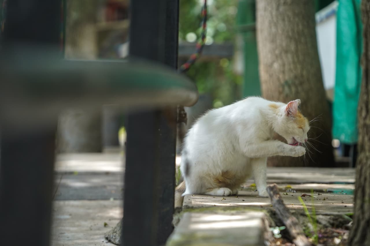Día del Gato en Morelia; refugiados del Bosque Cuauhtémoc