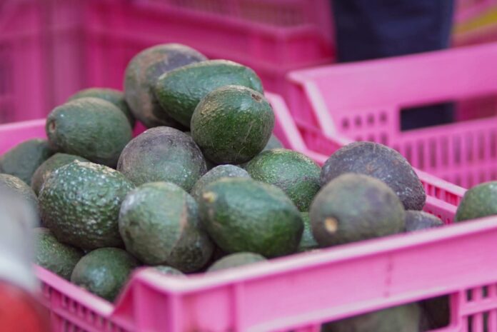 Aguacate michoacano vuelve a cruzar la frontera