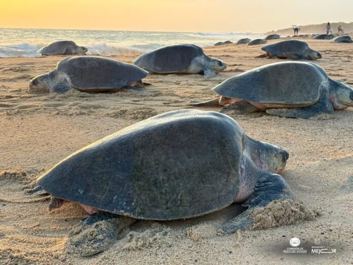 Michoacán, referente en la preservación de la tortuga marina