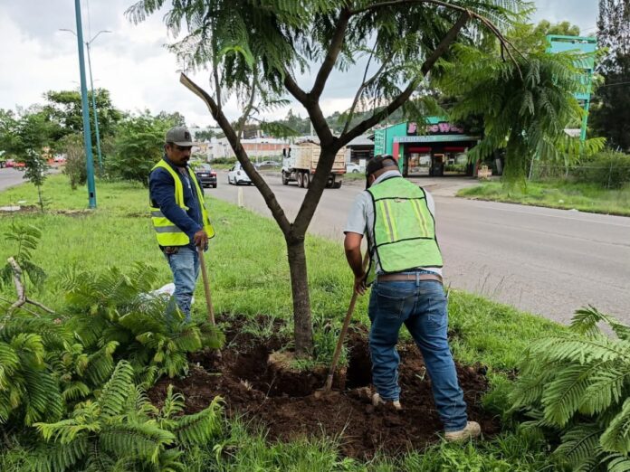 Morebús, compensación ambiental con la replantación de 50 árboles