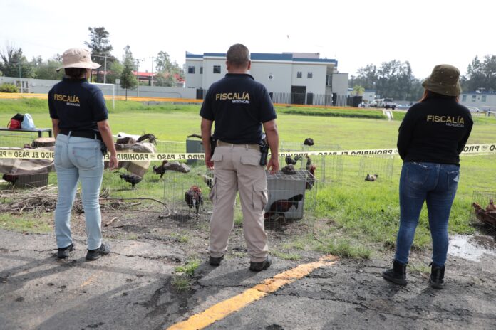 Rescatan 60 animales y aseguran vehículos tras cateos