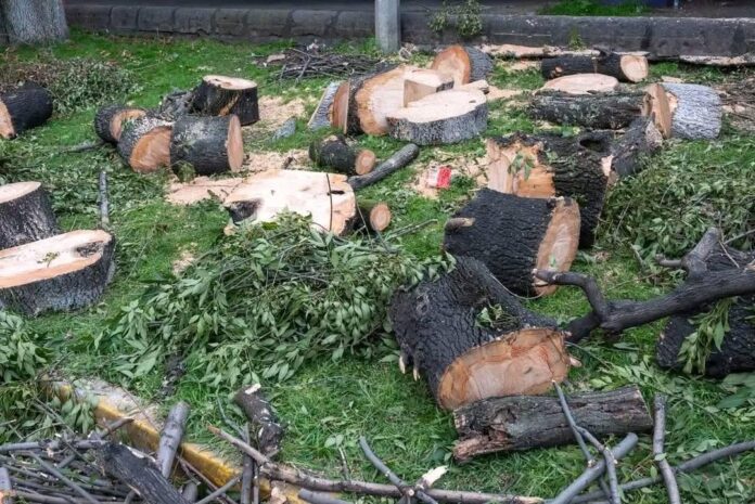 Hasta 70% de los árboles reforestados puede morir: académicos