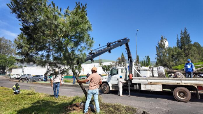 Se suman 28 árboles trasplantados en acciones del Morebús
