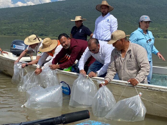 El lago de Pátzcuaro continúa avanzando en su recuperación: Julio Arreola