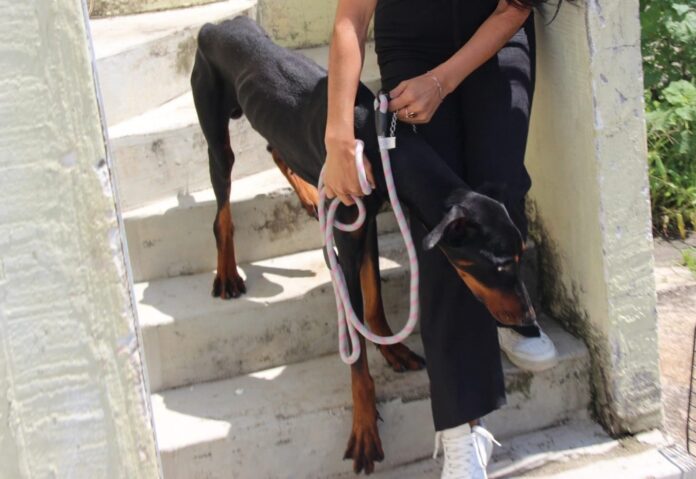 Rescatan a dóberman durante cateo por posible maltrato animal