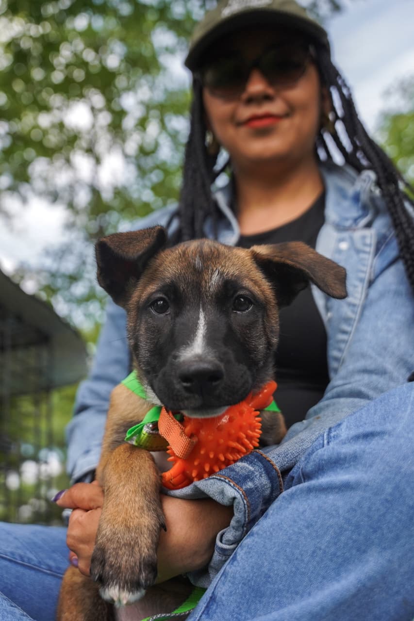 Adopción de perritos y picnic de pasteles: combinación en feria de Huellitas Unidas