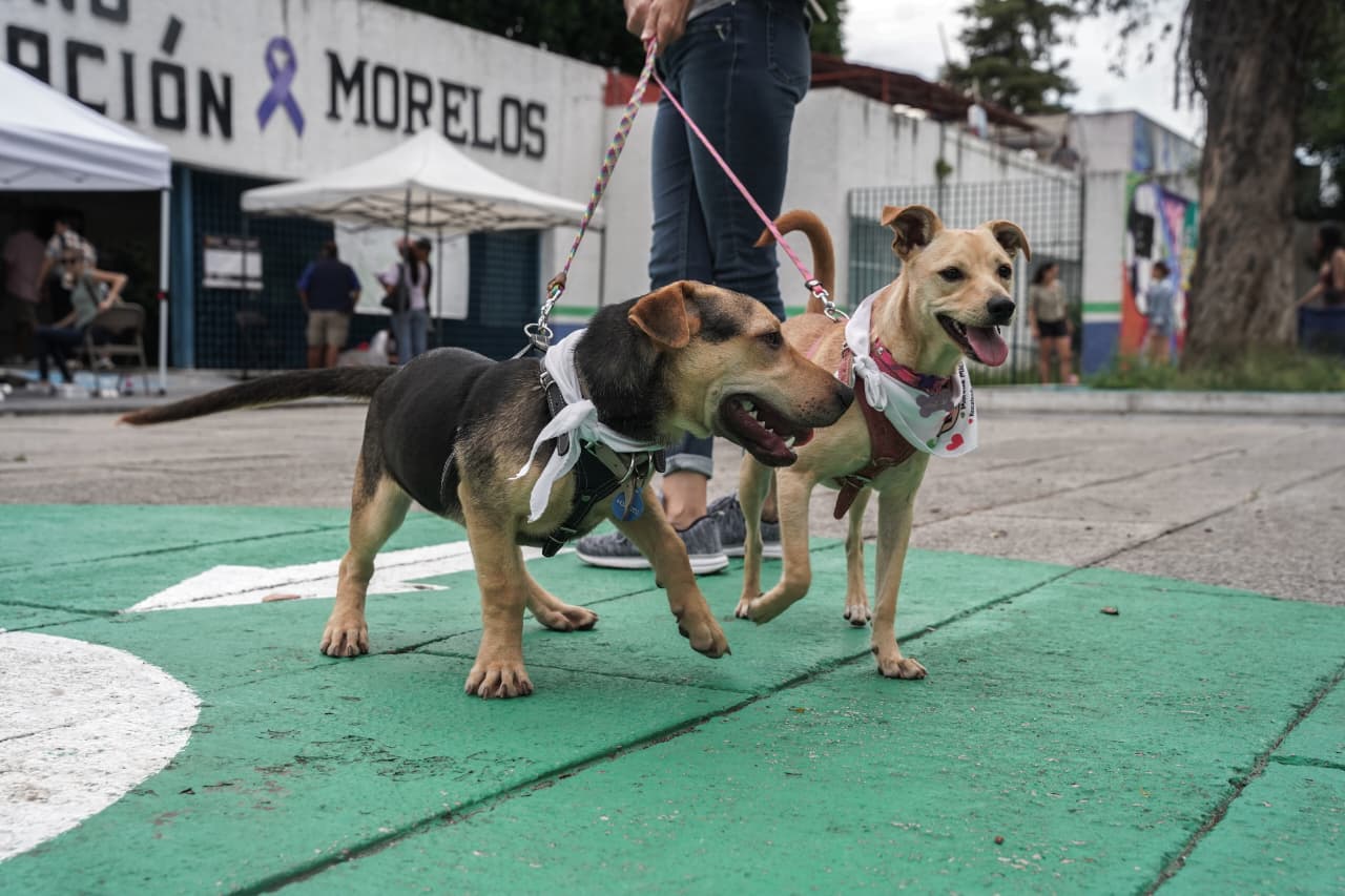 ¿Buscas un compañero de cuatro patas? Expo Adopción Michican espera en el IMCED