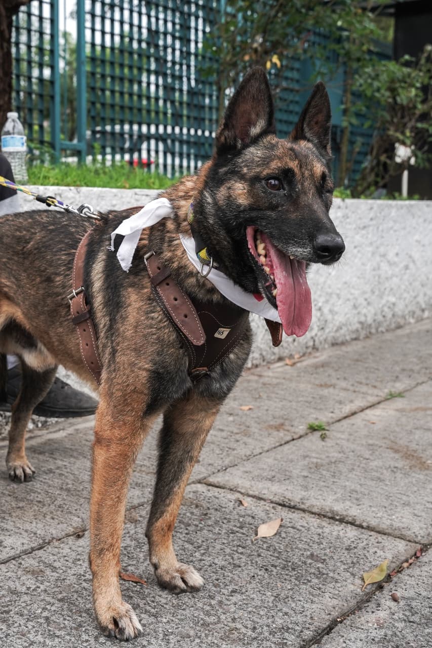 ¿Buscas un compañero de cuatro patas? Expo Adopción Michican espera en el IMCED