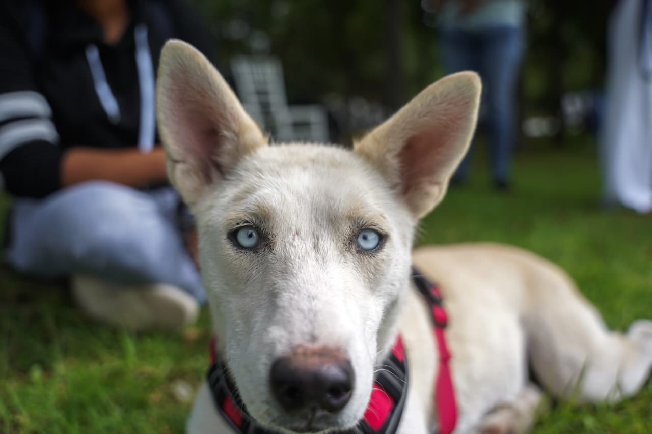 Adopción de perritos y picnic de pasteles: combinación en feria de Huellitas Unidas