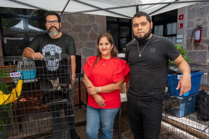 Resguardarán michis y lomitos negros y blancos ante temor de posibles agresiones