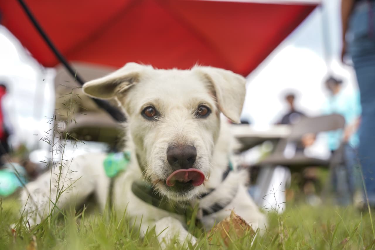 Adopción de perritos y picnic de pasteles: combinación en feria de Huellitas Unidas